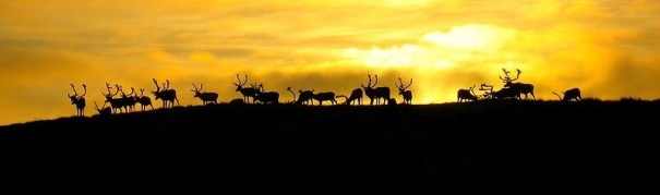 reindeer-hammerfest-ridge