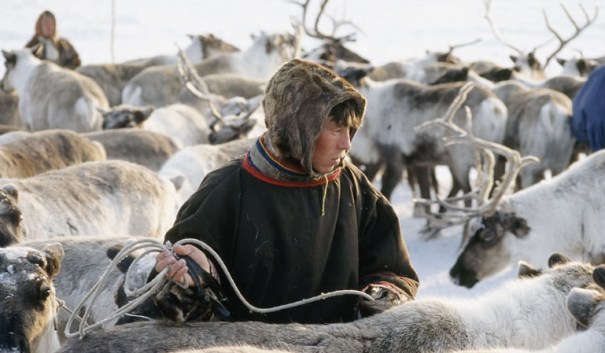 reindeer-herder-5