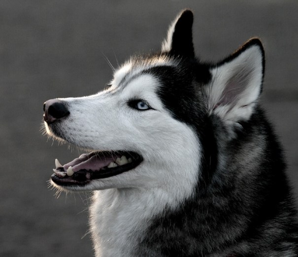 siberian-huskey6