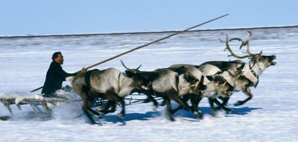 siberian-reindeer-3