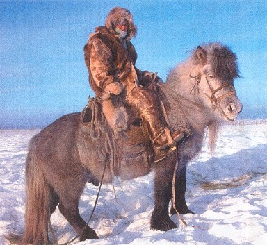 yakut-horse